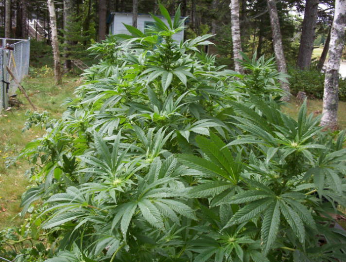 here are the gardens for this summer. Started with clones for the first time, and boy what a difference.  These are really pushing the limit of what is noticable and what is not.