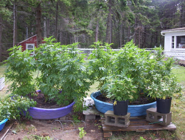 the clones really made a huge difference in the size and quality of the plants.  Beats the hell out of bag seed.