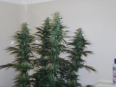 Here is a pick of the main buds, not very fat ...yet..