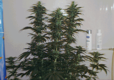 last week flowering for about 5 weeks, Did a flush just to be safe there is a total of 4 big buds in center and 5 med buds on the outsid...But there are also about 15-20 smaller buds in the middle, thats not counting the little baby baby's (he,he)