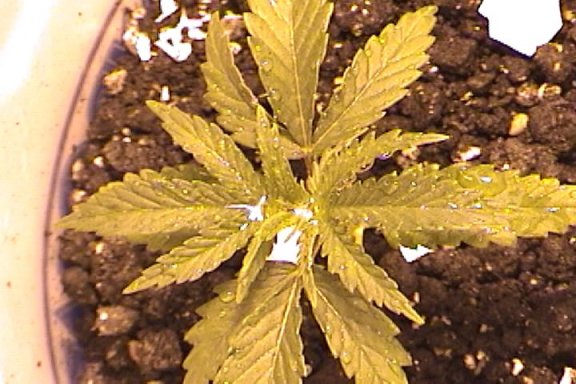 this is the first plant to have 5 points
