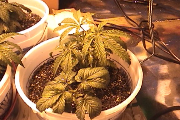 another pic of my babies, the lower plant is still recovering from the fert, all the leaves on every plant i have curled down and around, I think they are doing alright.