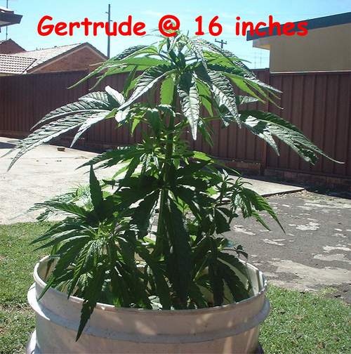 Gertie is now @ 16 inches, pic taken on the 21st September