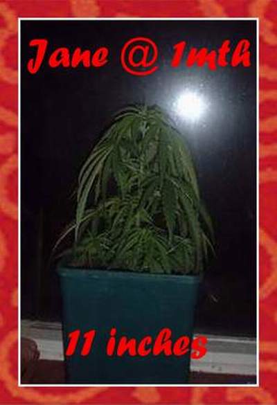 Jane was planted in soil,at about 2 inches in height, she is the middle child of my plants, she has been in soil for 1 month in this pic.