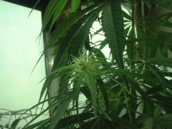 day 30 of flower..pic 2