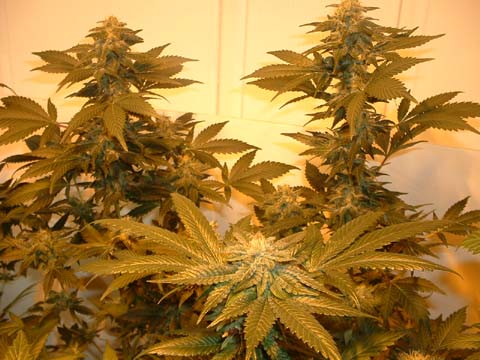 the kush in the front & the ultra-skunk in the back.  42 days flower