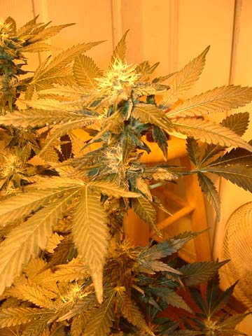 ultra-skunk at 29 days flowering