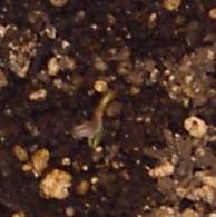 White widow first signs of life. just hours after breaking the surface.