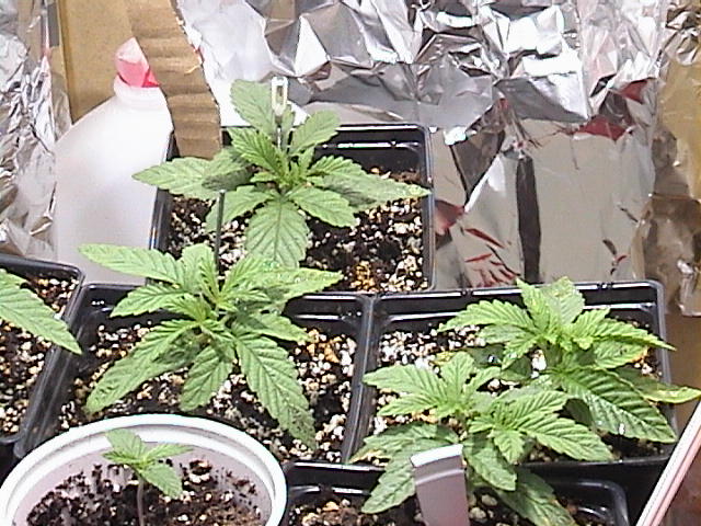 picture of plants at 14 days