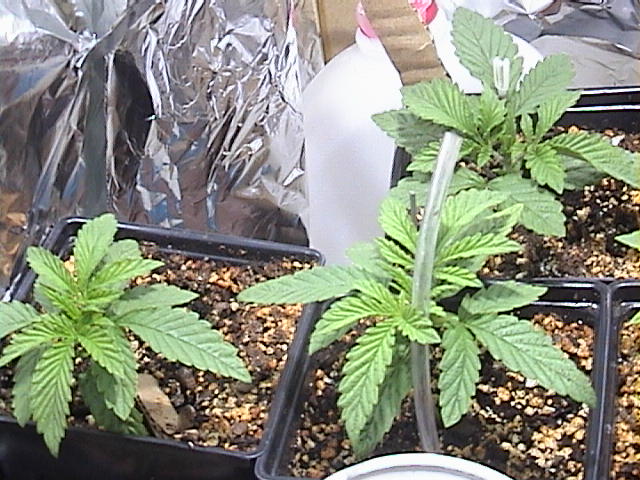 my babies at 15 days old