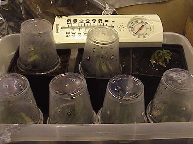 these are the clones from my mother plant. 3 of the plants have already rooted i have three more to go and all is well