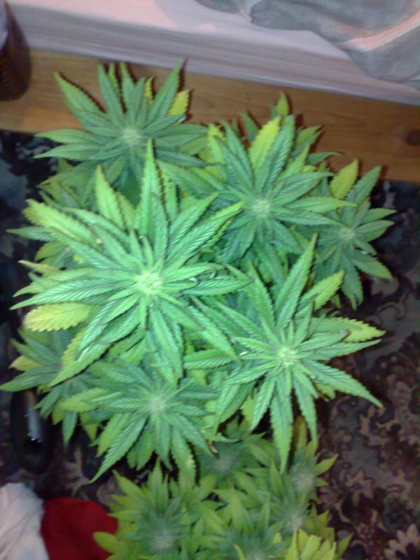 top view of topped plant