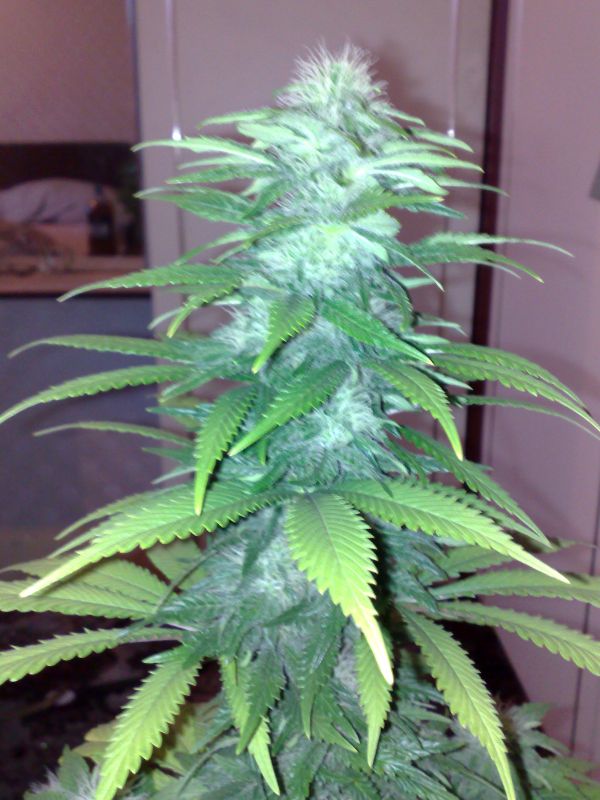 cola shot of one i didnt top. mmm isnt she beautiful