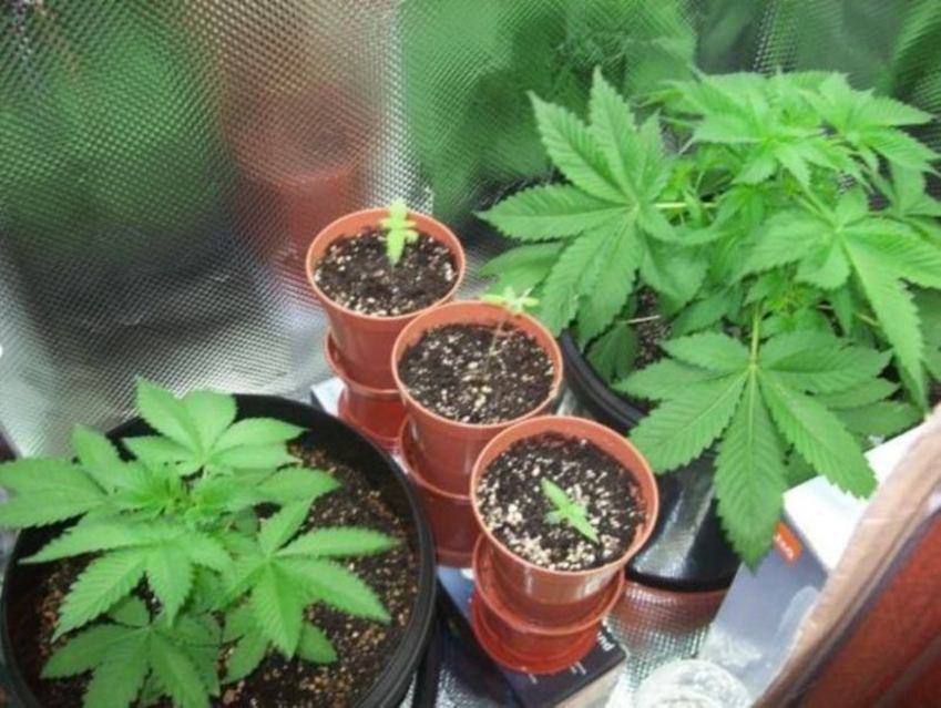 as u can see iv only just germinated the jacky whites, im hoping i can keep the cheese low and jackys will catch up. :/