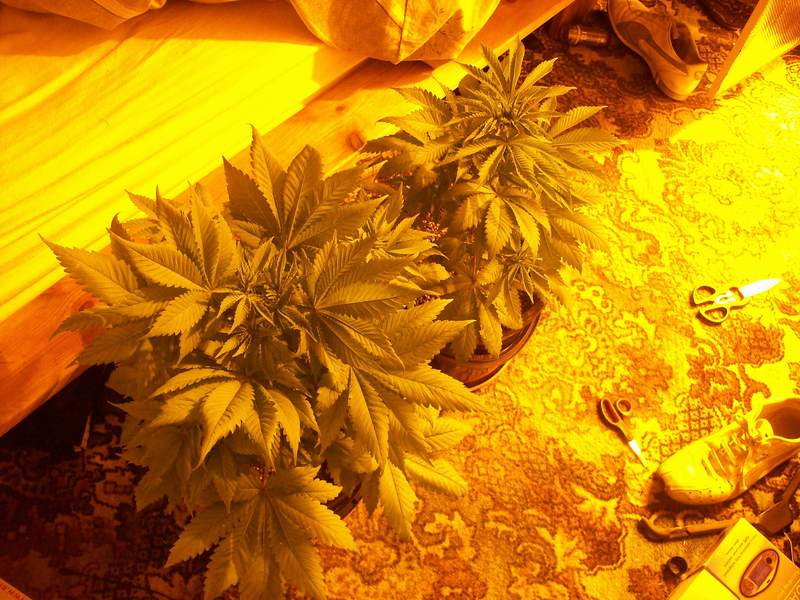  flowering using a 600 watt digital ballast now. plants are roughly 10 weeks old. vegged a bit longer than id planned for but i had a few growth stunts so could of been quicker. either way there looking really healthy now i just hope they stay like that.