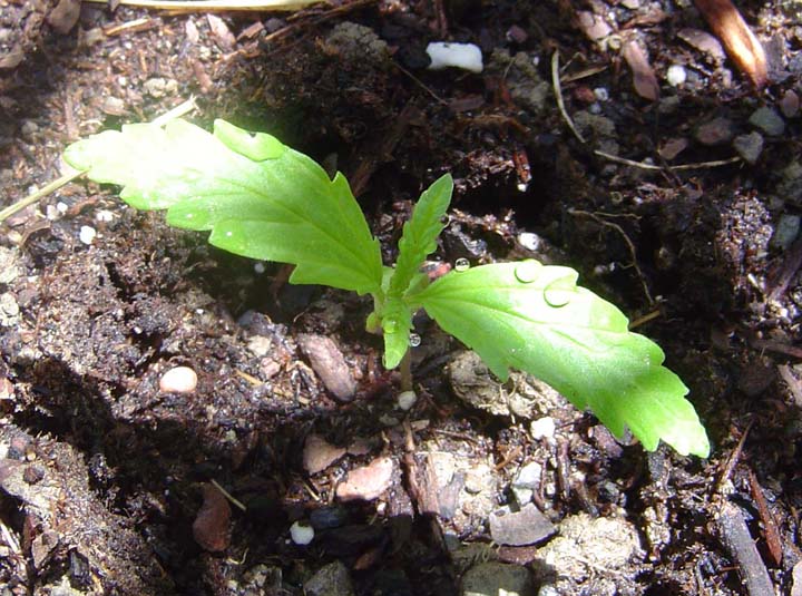 within a week of germination