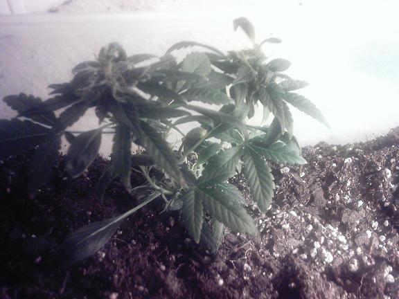 hash plant babie, flower straight from seed- now 1 week veg....will veg for 1 month then take cuttings, veg for a month then flower all.