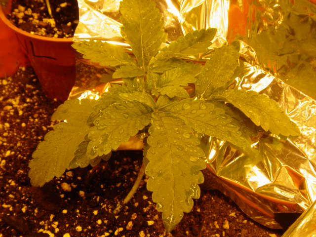 day 6 veg