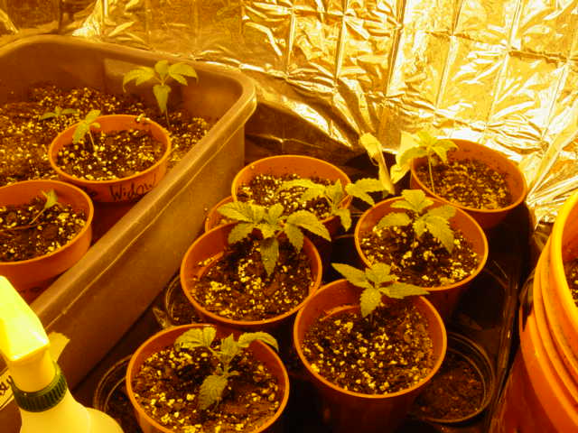 cant wait till they flower!
