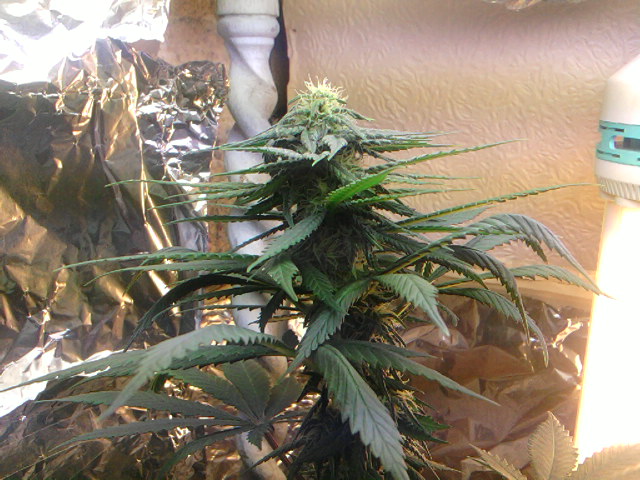 you can see the buds bushing out right down the stalk