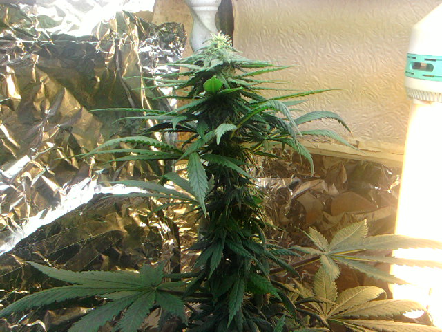 a week after the last pics and the buds jus keep on coming