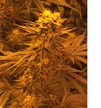 white widow 38 days flowering