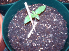 My plants at 2 weeks