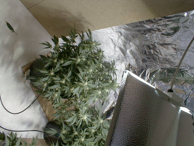 few weeks flower