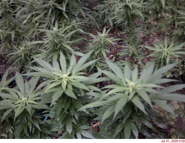 I wish I knew the strains