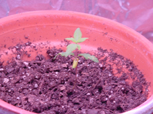 Close Up of AnyWho at 3 Weeks