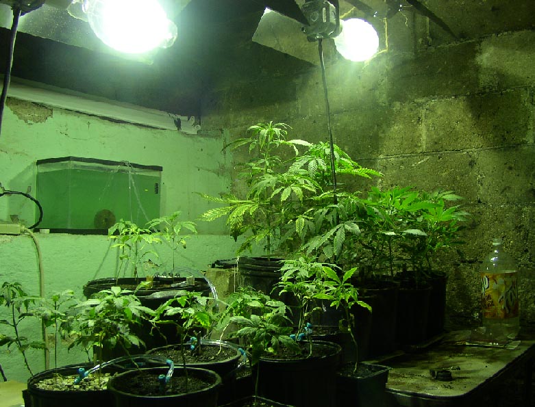 this is all the lighting i have at the moment but i will add 2 150w HPS bulbs in the future
pic taken 11/29/04