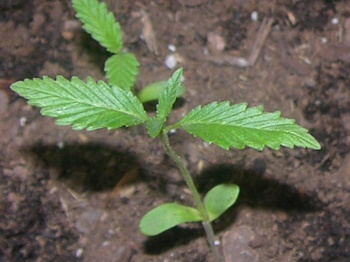 first one to sprout 