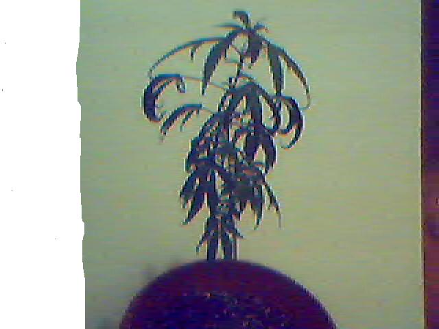 4 Days 12/12~Brought this outdoor plant inside because it was shaded.