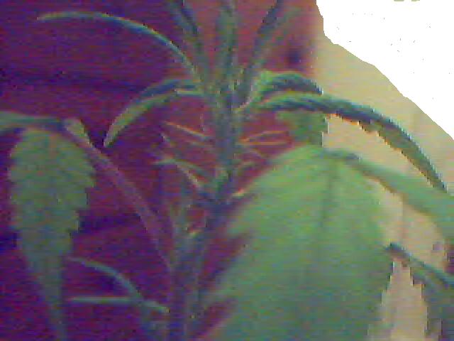 4 Days 12/12~This is a closeup of the hairs forming.