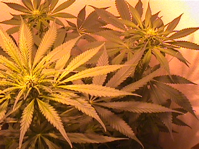 this plant has four main branches that come out of the main stem and branches form off of all of the main branches these are three of our main colas