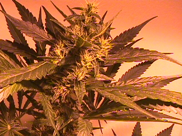 close up on the main bud