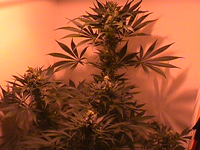 its filling out!
