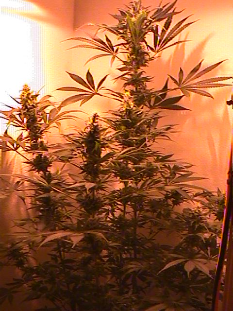 its about 4 feet tall!