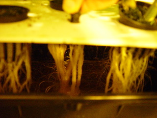 Roots grow very fast in aero system...