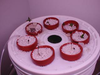 These are on day 7 after germination, except for the one just above where the airhose goes in.  It survived for three weeks, not sure what it will do.