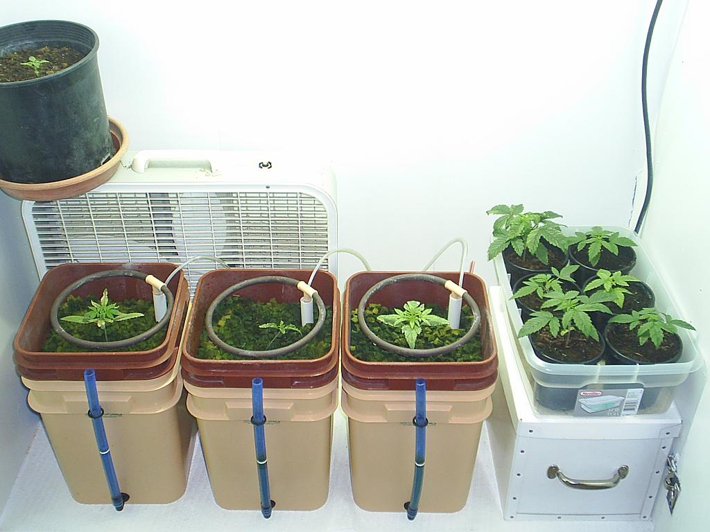 They are really growing fast in here. I added CO2 to the set up using a mixture of yeast and sugar.  The plant sitting on top of the fan was geminated at the same time as the other plants in soil, however it was left outside.  What a difference!  The plants in the Hydo got a little burned, but otherwise we are looking good.  