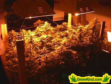 Picture of Marijuana Garden