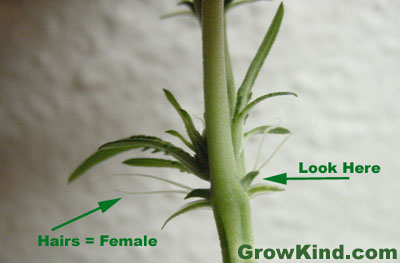 sexing marijuana plants